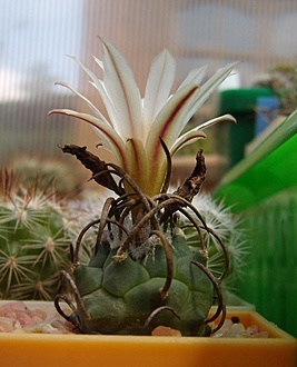 Нажмите на изображение для увеличения.

Название:	Turbinicarpus klinkerianus3.jpg
Просмотров:	654
Размер:	140.6 Кб
ID:	503869