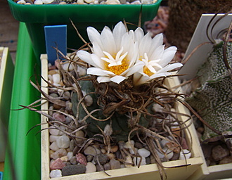 Нажмите на изображение для увеличения.

Название:	Turbinicarpus macrochele MZ 700-4.jpg
Просмотров:	693
Размер:	162.7 Кб
ID:	503870