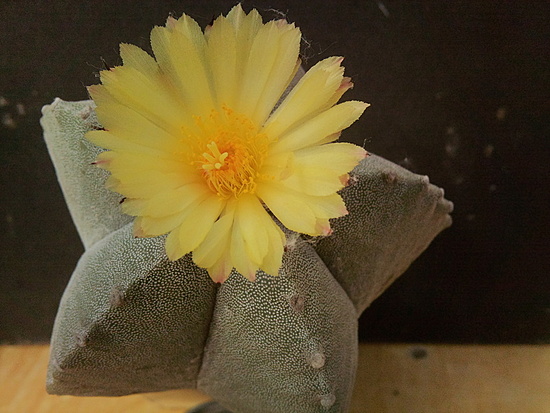 Нажмите на изображение для увеличения.

Название:	Astrophytum myriostigma v.strongylogonum 006.jpg
Просмотров:	555
Размер:	174.8 Кб
ID:	503902