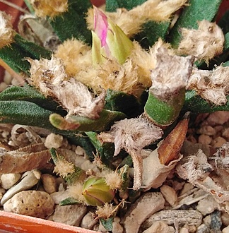 Нажмите на изображение для увеличения.

Название:	A agavoides детка.jpg
Просмотров:	1087
Размер:	283.7 Кб
ID:	503961