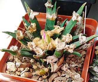 Нажмите на изображение для увеличения.

Название:	A agavoides.jpg
Просмотров:	1055
Размер:	241.4 Кб
ID:	503962