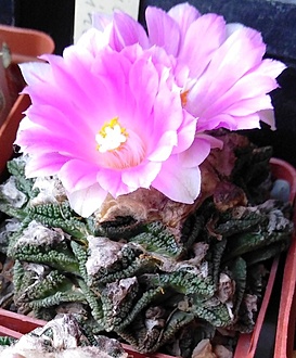 Нажмите на изображение для увеличения.

Название:	IMG_20210912_164244.jpg
Просмотров:	971
Размер:	206.3 Кб
ID:	504158