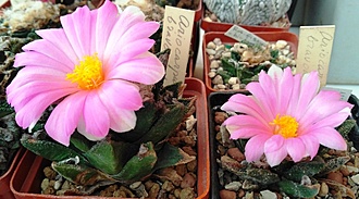 Нажмите на изображение для увеличения.

Название:	IMG_20210917_142404.jpg
Просмотров:	924
Размер:	157.1 Кб
ID:	504167