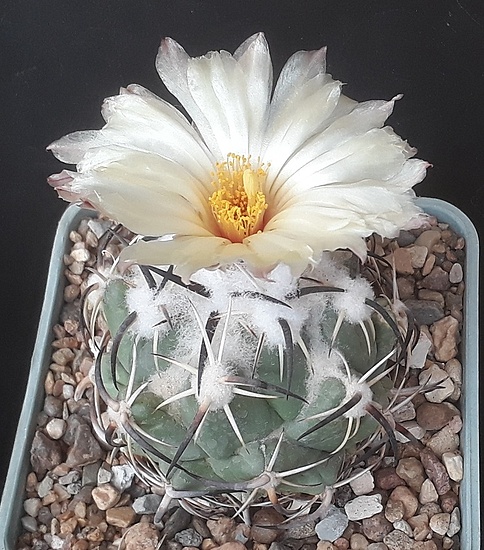 Нажмите на изображение для увеличения.  Название:	Coryphantha tripugionacantha.jpg Просмотров:	0 Размер:	249.4 Кб ID:	504323