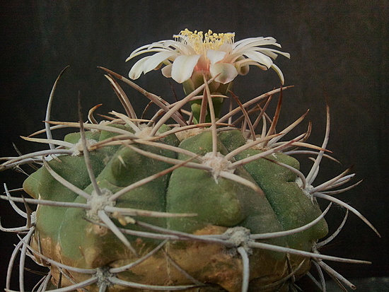 Нажмите на изображение для увеличения.

Название:	Gymnocalycium carminanthum X 2.002.jpg
Просмотров:	2063
Размер:	196.0 Кб
ID:	504341