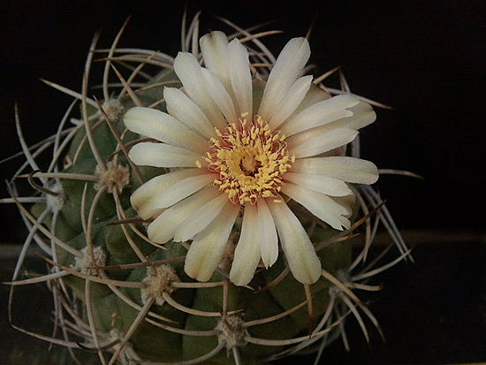 Нажмите на изображение для увеличения.

Название:	Gymnocalycium carminanthum X 2.003.jpg
Просмотров:	2048
Размер:	161.7 Кб
ID:	504342