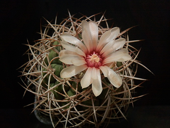 Нажмите на изображение для увеличения.

Название:	Gymnocalycium carminanthum X 4.003.jpg
Просмотров:	2048
Размер:	157.8 Кб
ID:	504343