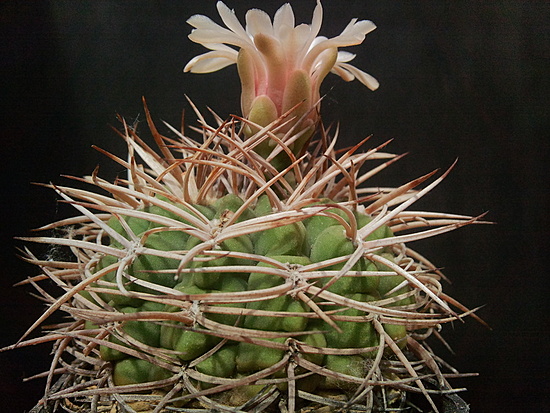 Нажмите на изображение для увеличения.

Название:	Gymnocalycium carminanthum X 4.002.jpg
Просмотров:	2072
Размер:	223.5 Кб
ID:	504344