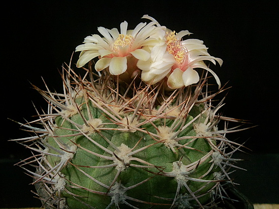 Нажмите на изображение для увеличения.

Название:	Gymnocalycium ambatoense 004.jpg
Просмотров:	1990
Размер:	197.0 Кб
ID:	504418