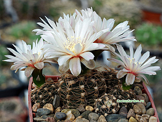 Нажмите на изображение для увеличения.  Название:	gymnocalycium_carolinense_ssp_ludwigii_vg_288_20170409_1689390360.jpg Просмотров:	0 Размер:	236.8 Кб ID:	504423