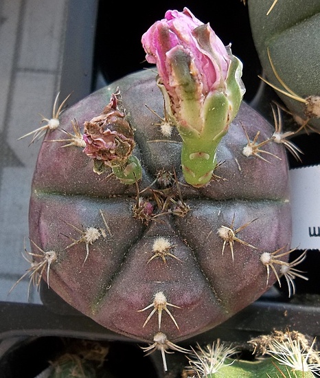 Нажмите на изображение для увеличения.

Название:	Gymnocalycium anisitsii 27177_65mm (2).JPG
Просмотров:	731
Размер:	231.7 Кб
ID:	504513
