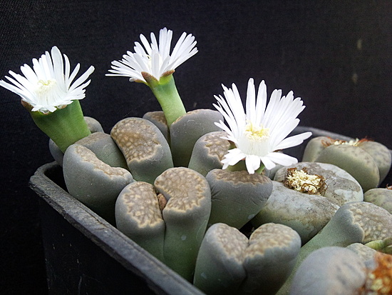 Нажмите на изображение для увеличения.

Название:	Lithops halli 002.jpg
Просмотров:	645
Размер:	176.1 Кб
ID:	504626