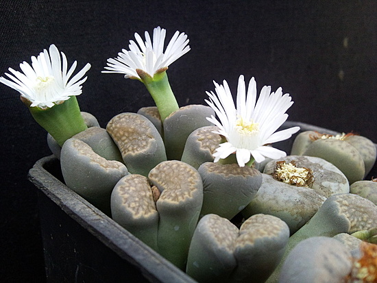 Нажмите на изображение для увеличения.

Название:	Lithops halli 002.jpg
Просмотров:	623
Размер:	176.1 Кб
ID:	504626