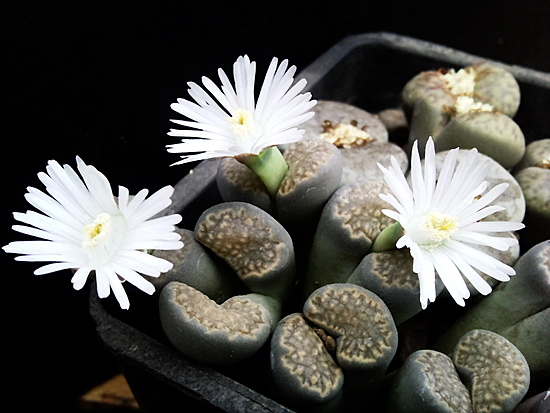 Нажмите на изображение для увеличения.

Название:	Lithops halli 003.jpg
Просмотров:	642
Размер:	138.4 Кб
ID:	504627
