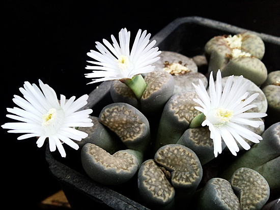 Нажмите на изображение для увеличения.

Название:	Lithops halli 003.jpg
Просмотров:	624
Размер:	138.4 Кб
ID:	504627