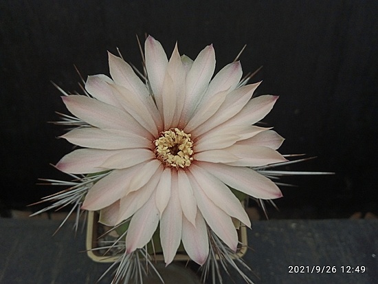 Нажмите на изображение для увеличения.

Название:	Gymnocalycium paediophillum 3.009.jpg
Просмотров:	712
Размер:	120.4 Кб
ID:	504663