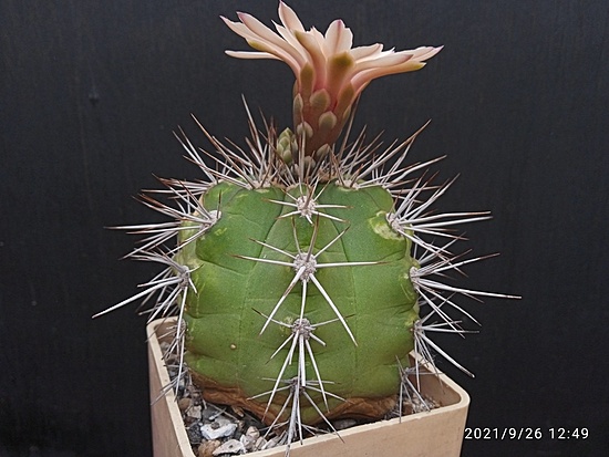 Нажмите на изображение для увеличения.

Название:	Gymnocalycium paediophillum 3.008.jpg
Просмотров:	707
Размер:	156.7 Кб
ID:	504664