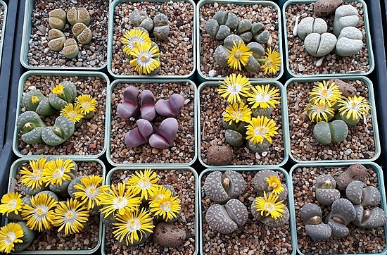 Нажмите на изображение для увеличения.

Название:	Lithops otzeniana.jpg
Просмотров:	521
Размер:	312.7 Кб
ID:	504815