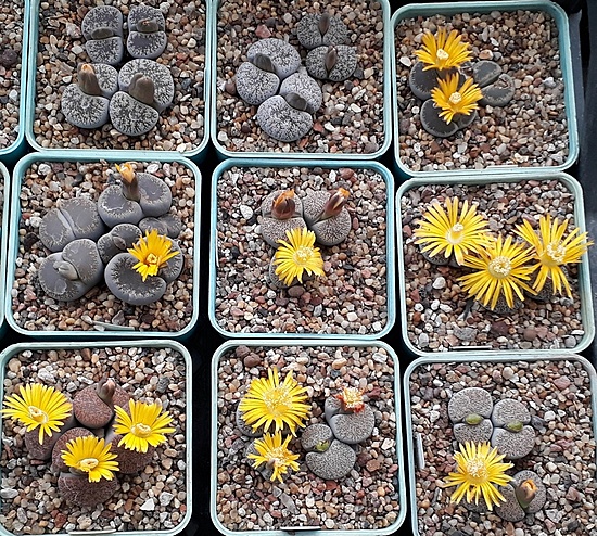 Нажмите на изображение для увеличения.

Название:	Lithops lesliei.jpg
Просмотров:	549
Размер:	426.7 Кб
ID:	504816