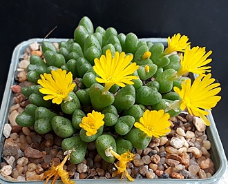 Нажмите на изображение для увеличения.

Название:	Conophytum tant amicorum.jpg
Просмотров:	1262
Размер:	210.2 Кб
ID:	504822