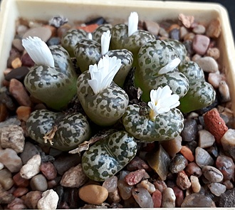 Нажмите на изображение для увеличения.

Название:	Conophytum neochallii.jpg
Просмотров:	1165
Размер:	206.5 Кб
ID:	504823