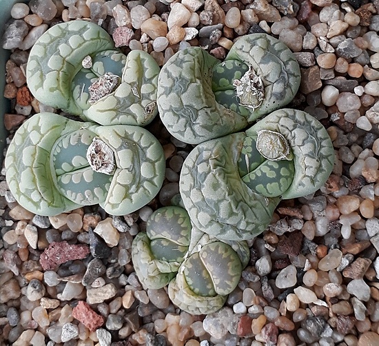 Нажмите на изображение для увеличения.

Название:	Lithops otzeniana C128A.jpg
Просмотров:	811
Размер:	307.2 Кб
ID:	505158