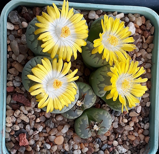 Нажмите на изображение для увеличения.

Название:	Lithops otzeniana C128A-.jpg
Просмотров:	807
Размер:	295.1 Кб
ID:	505159