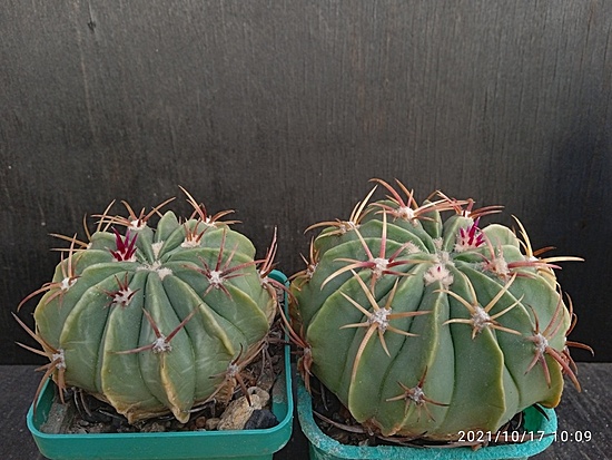 Нажмите на изображение для увеличения.

Название:	Ferocactus macrodiscus 002.jpg
Просмотров:	917
Размер:	181.9 Кб
ID:	505807