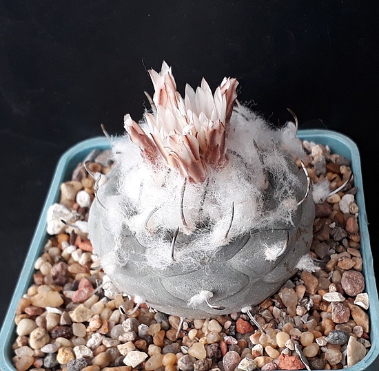 Нажмите на изображение для увеличения.

Название:	Turbinicarpus jauernigii pp 190.jpg
Просмотров:	473
Размер:	245.9 Кб
ID:	505876
