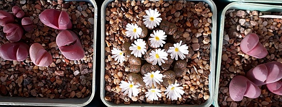 Нажмите на изображение для увеличения.

Название:	Conophytum pellucidum cupreatum..jpg
Просмотров:	850
Размер:	146.2 Кб
ID:	505880