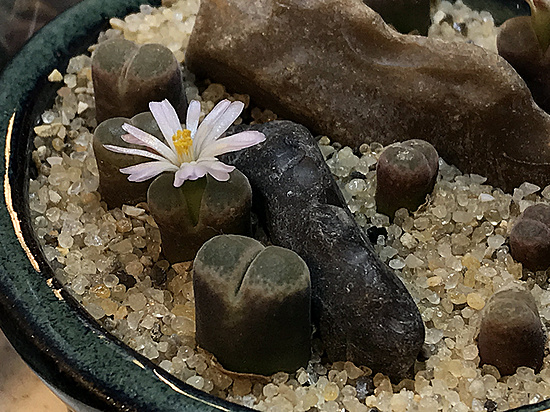 Нажмите на изображение для увеличения.

Название:	conophytum_friedrichiae.jpg
Просмотров:	430
Размер:	328.0 Кб
ID:	506280