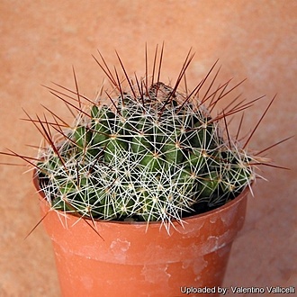 Нажмите на изображение для увеличения.  Название:	Mammillaria_decipiens_12211_l.jpg Просмотров:	0 Размер:	186.4 Кб ID:	506342