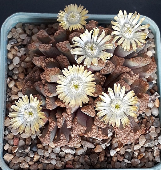 Нажмите на изображение для увеличения.

Название:	Titanopsis hugo-schlechteri.jpg
Просмотров:	626
Размер:	319.2 Кб
ID:	506434