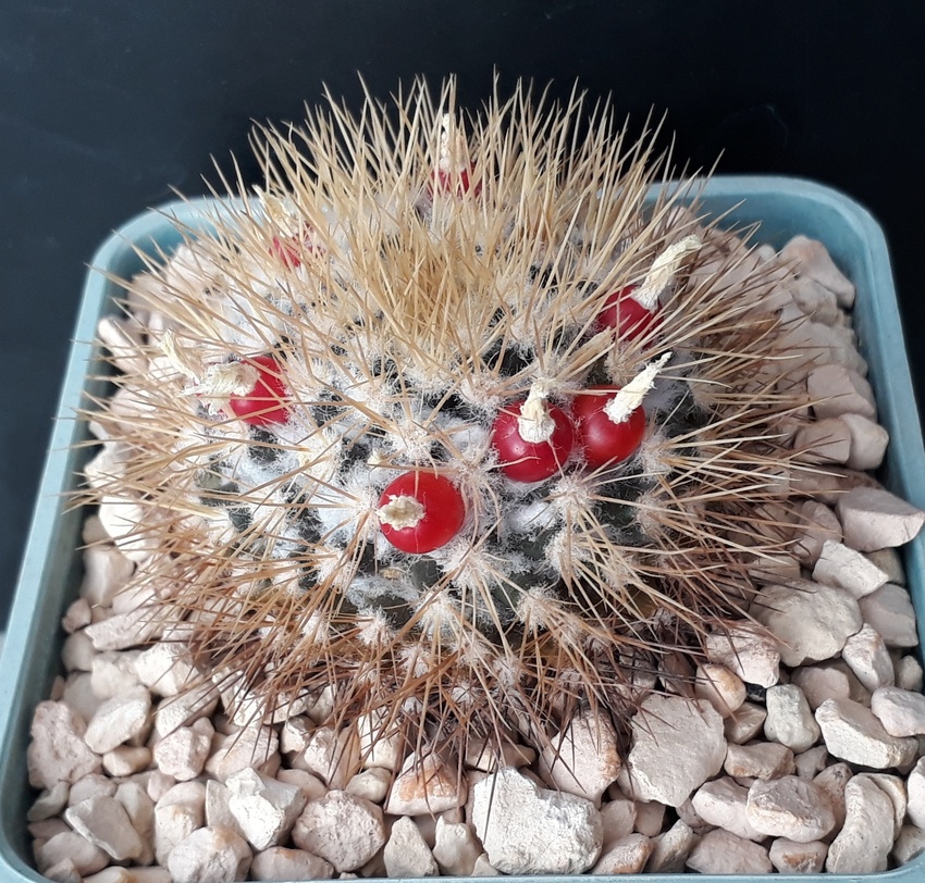 Нажмите на изображение для увеличения.

Название:	Mammillaria nivosa плоды..jpg
Просмотров:	841
Размер:	331.5 Кб
ID:	506441