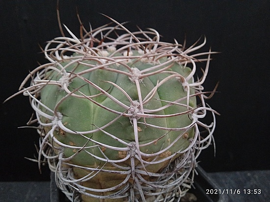 Нажмите на изображение для увеличения.

Название:	Gymnocalycium guanchinense v.mirandaense aff. 002.jpg
Просмотров:	292
Размер:	171.8 Кб
ID:	509793