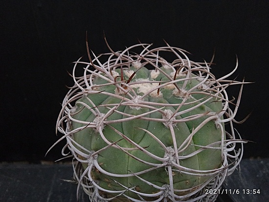 Нажмите на изображение для увеличения.

Название:	Gymnocalycium guanchinense v.mirandaense aff. 003.jpg
Просмотров:	287
Размер:	162.5 Кб
ID:	509794
