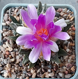 Нажмите на изображение для увеличения.  Название:	Ariocarpus bravoanus.jpg Просмотров:	0 Размер:	265.9 Кб ID:	507394