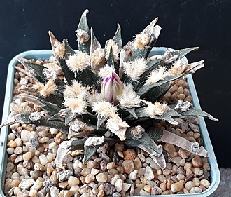 Нажмите на изображение для увеличения.  Название:	Ariocarpus agavoides-.jpg Просмотров:	0 Размер:	288.4 Кб ID:	507397