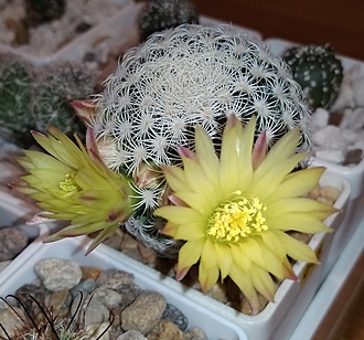 Нажмите на изображение для увеличения.

Название:	Mammillaria solisioides.jpg
Просмотров:	671
Размер:	221.0 Кб
ID:	507428