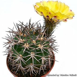 Нажмите на изображение для увеличения.  Название:	Acanthocalycium_brevispinum_64_l.jpg Просмотров:	0 Размер:	230.3 Кб ID:	507527