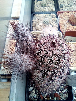 Нажмите на изображение для увеличения.

Название:	IMG_20211127_102907.jpg
Просмотров:	708
Размер:	264.7 Кб
ID:	507637