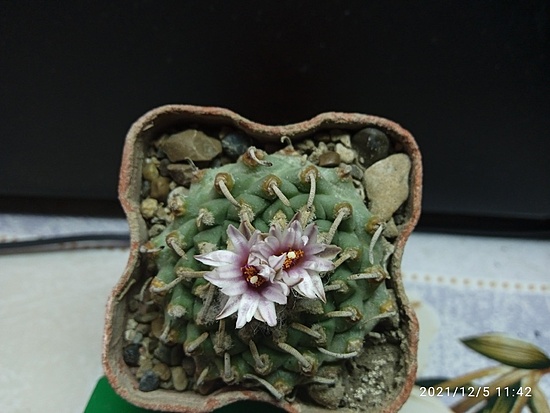 Нажмите на изображение для увеличения.

Название:	Turbinicarpus panarattoi Pan 68 007.jpg
Просмотров:	1168
Размер:	128.4 Кб
ID:	507873
