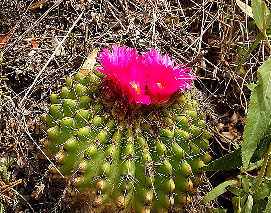 Нажмите на изображение для увеличения.

Название:	2-Notocactus herteri VG-1656.jpg
Просмотров:	128
Размер:	364.4 Кб
ID:	508048