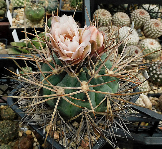 Нажмите на изображение для увеличения.

Название:	3-Gymnocalycium schmidianum.JPG
Просмотров:	393
Размер:	263.5 Кб
ID:	508054