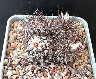 Нажмите на изображение для увеличения.

Название:	Turbinicarpus gracilis.jpg
Просмотров:	839
Размер:	295.5 Кб
ID:	508145
