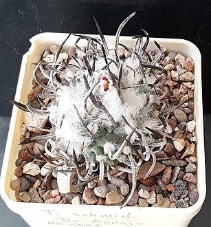 Нажмите на изображение для увеличения.

Название:	Turbinicarpus schmiedickeanus.jpg
Просмотров:	850
Размер:	292.3 Кб
ID:	508146