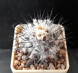 Нажмите на изображение для увеличения.

Название:	Gymnocactus gielsdorfianus.jpg
Просмотров:	851
Размер:	235.1 Кб
ID:	508147