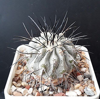 Нажмите на изображение для увеличения.

Название:	Copiapoa dealbata.jpg
Просмотров:	885
Размер:	238.0 Кб
ID:	508837