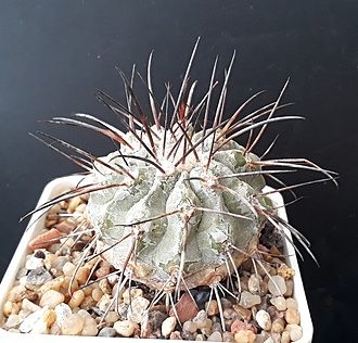 Нажмите на изображение для увеличения.

Название:	Copiapoa dealbata 3.jpg
Просмотров:	908
Размер:	251.1 Кб
ID:	508838