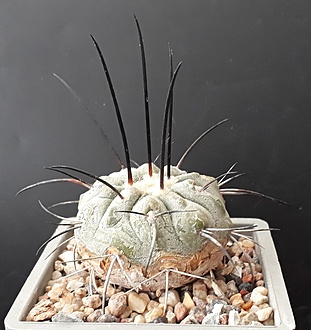 Нажмите на изображение для увеличения.

Название:	Copiapoa dealbata 2.jpg
Просмотров:	904
Размер:	196.3 Кб
ID:	508840